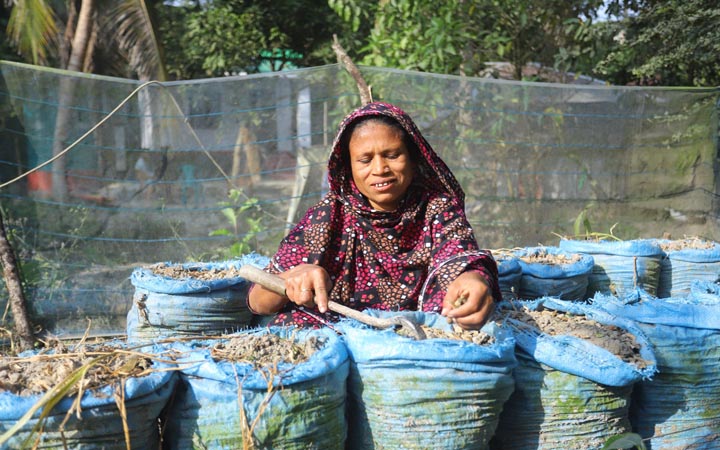 সুন্দরবনের প্রান্তে সহনশীলতার চাষ: বস্তায় আদা চাষে ফাতেমা বেগমের সফলতা